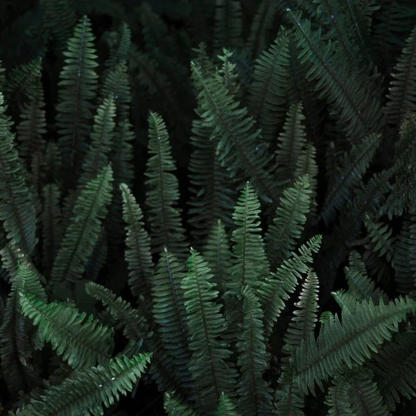 Thicket wild fern. High quality photo — Stock Photo, Image