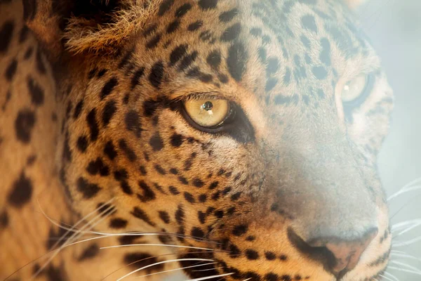 Leopard. High quality photo — Stock Photo, Image