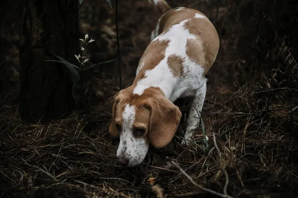 Fermer la forêt de recherche de nourriture pour chiens. Photo de haute qualité — Photo