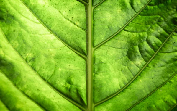 Bela macro folha verde. Foto de alta qualidade — Fotografia de Stock
