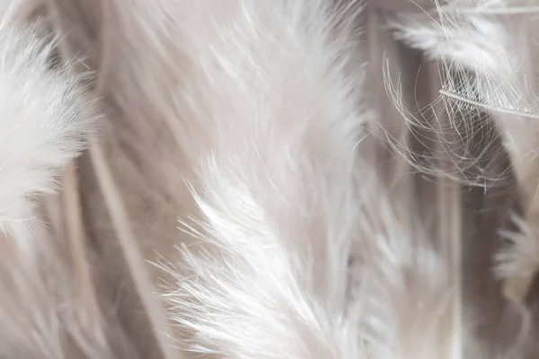 Close up white feathers organic background. High quality photo — Stock Photo, Image