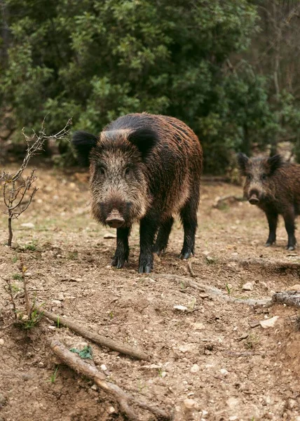 Wild Boars Nature High Resolution Photo — Stock Photo, Image