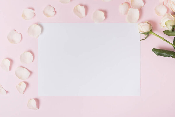 white petals rose blank paper against pink backdrop. High resolution photo