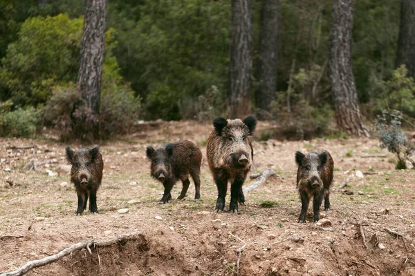 Wildschweine Natur Foto Hoher Auflösung — Stockfoto