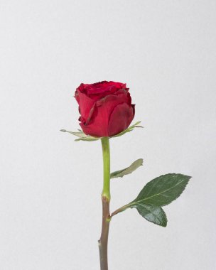 Üst manzara açan kırmızı gül. Yüksek çözünürlüklü fotoğraf