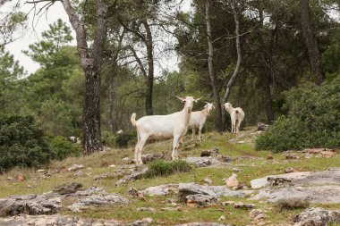 Panoramik manzara vahşi keçi doğası. Yüksek çözünürlüklü fotoğraf