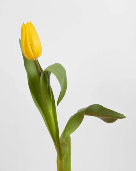 Vue Dessus Tulipe Fleurs Photo Haute Résolution — Photo