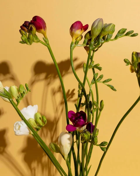 Ansicht Von Oben Blühende Blumen Foto Hoher Auflösung — Stockfoto