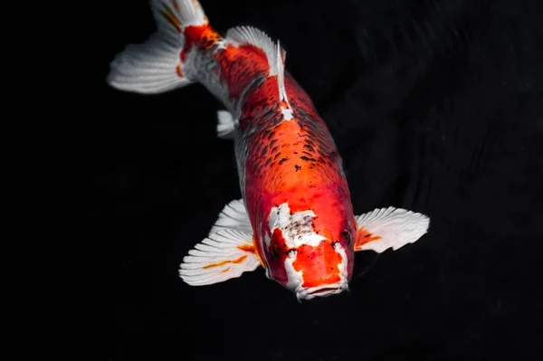 Ikan Koi Berwarna Warni Foto Beresolusi Tinggi — Stok Foto