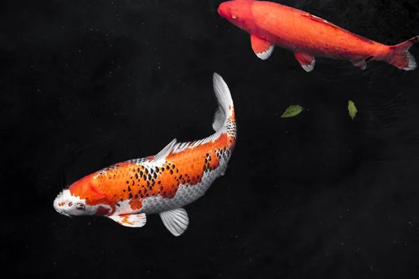 Fargerik Koi Fishes4 Høyoppløselig Bilde – stockfoto