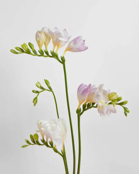 Blühende Blumen Aus Nächster Nähe Foto Hoher Auflösung — Stockfoto