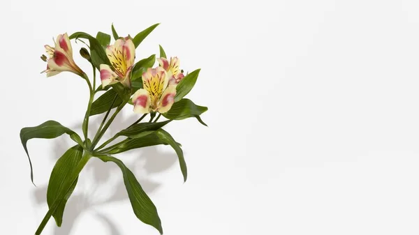 Blühen Blume Draufsicht Foto Hoher Auflösung — Stockfoto