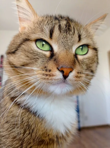 Homemade grey cat close-up — Stockfoto