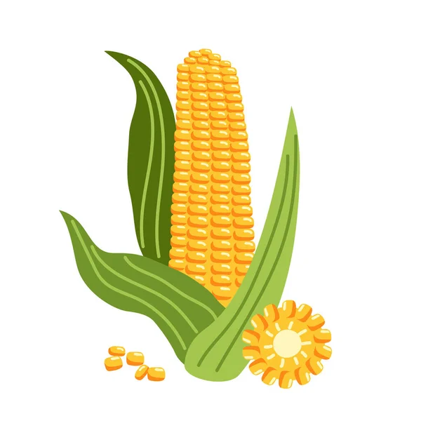 Jedna Żółta Kukurydza Liśćmi Jej Plasterkami Zdrowe Warzywa Ogrodu Wektor — Wektor stockowy