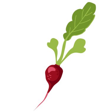 Sağlıklı beslenmek için bir tane kırmızı turp. Bahçeden sağlıklı sebzeler. Beyaz arkaplanda izole edilmiş vektör illüstrasyonu