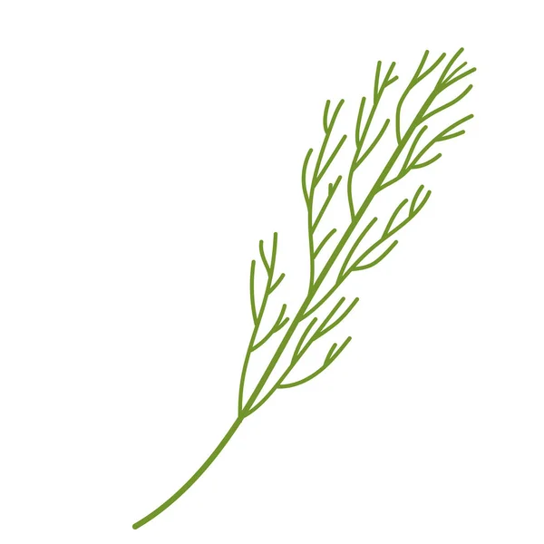 Una Ramita Verde Eneldo Verduras Útiles Para Ensalada Ilustración Vectorial — Vector de stock