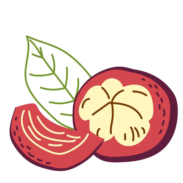 Mitad Mangostán Fruta Exótica Ilustración Dibujada Mano Vectorial Sobre Fondo — Vector de stock