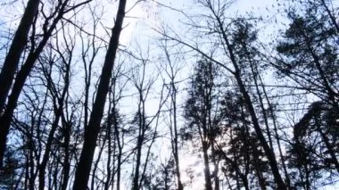 Ağaçlı ve güneşli, mavi gökyüzü arka planında parlayan güzel doğal manzaranın dibi..