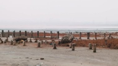 Deniz kıyısının panoraması, gökyüzü, ahşap yığınları, kumdaki algler. Soğuk, bulutlu, kış