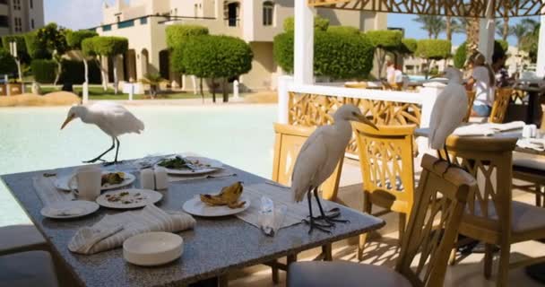 Біла єгипетська чапля, яка ходить по столу ресторану на вулиці, і клює на залишки з-за столу. Білі птахи ходять пліч-о-пліч, один відлітає. Чистий день, повільний рух. — стокове відео