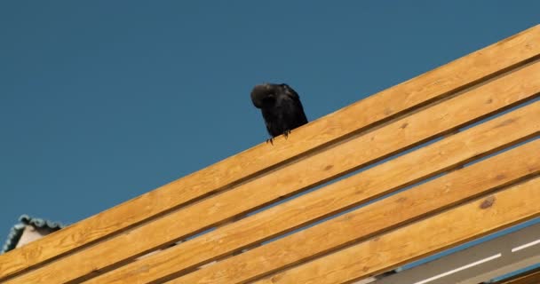 O corvo preto senta-se em uma cerca de madeira e limpa suas penas. Dia claro, céu azul claro, câmera lenta — Vídeo de Stock