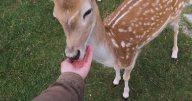 Sika geyiğini elle besle. Birinci şahıs görüşü. Genç geyik boynuzuyla, ağır çekimde