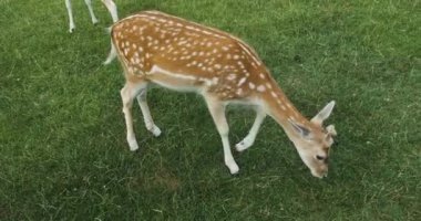 Genç benekli geyik çayırda otluyor ve yeşil otları yiyor. Bir boynuzlu dişi geyik. Orta boy.