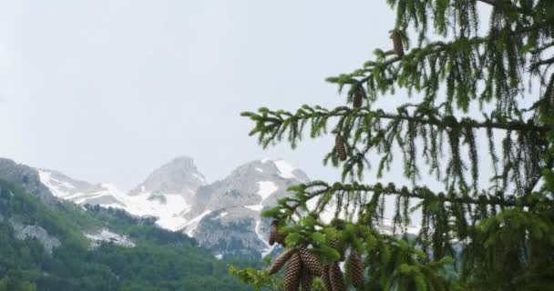 Długie i rozszerzające się gałęzie albańskiego świerku z szyszkami, na tle pokrytych śniegiem Alp i zielonego lasu doliny Valbona. Średni strzał, czysty dzień — Wideo stockowe