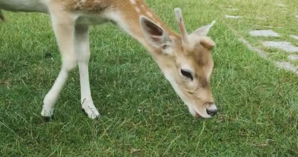 Jonge herten met één gewei eten gras op het gazon. Close-up, slow motion — Stockvideo