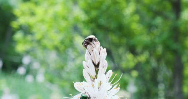 Бронзовый жук, взобрался на белый цветок, ясный день, на фоне зелени, крупным планом — стоковое видео