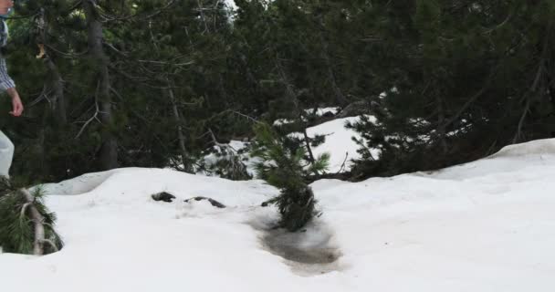 Girl tourist-traveler with a backpack in summer clothes and sneakers, climbs on the snow in the alps among a green forest with pines. Daytime, medium shot, side view, slow motion — Stock Video