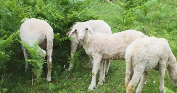 Белые овцы на зеленом лугу с высокой папоротниковой травой, жующей траву. Смотрит в камеру. Пастбище и еда, днем, замедленная съемка, средний выстрел — стоковое видео