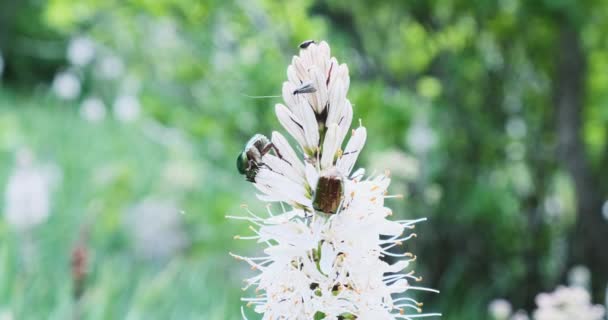 Cetonia aurata, bijen en andere kleine insecten kruipen op de witte bloem. Heldere dag, tegen de achtergrond van groen, close-up — Stockvideo