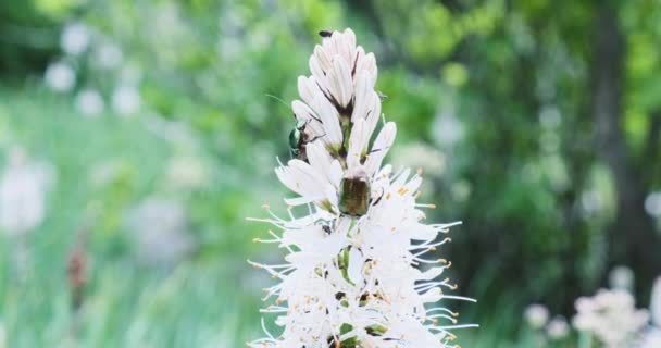 Skarabeusz, pszczoła i inne małe owady pełzają po białym kwiatku liatrysa. Przejrzysty dzień, na tle zieleni, zbliżenie — Wideo stockowe