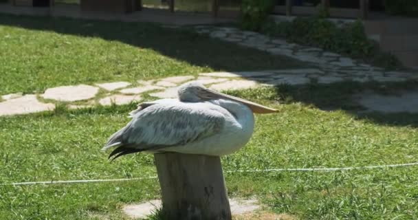 Pelican si siede su un ceppo di legno, giornata limpida, erba verde, tiro medio — Video Stock