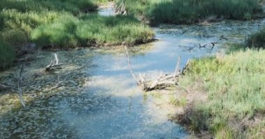 Arnavutluk 'taki Divyaka doğa rezervi. Uzun otlu bataklık bölgesi. Yeşil bir ormanın arka planına karşı sakin bir su. Güneşli bir gün, geniş açı.