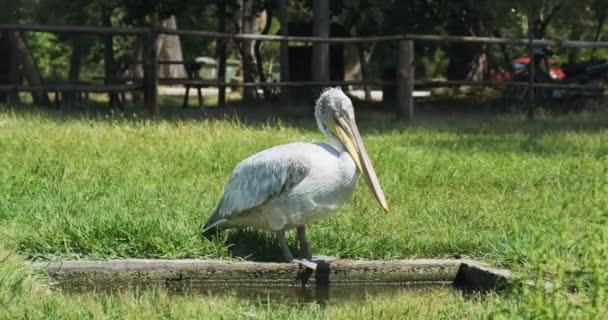 Grande pelicano branco, calmamente fica perto de uma lagoa contra o pano de fundo de um gramado verde no parque. Bela reflexão de água e respingo de água da fonte. Durante o dia, tiro médio. Divyaka, Albânia — Vídeo de Stock