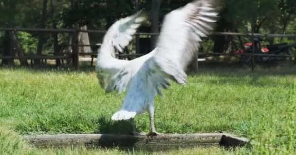 Pelican spreads its wing in Divjaka National Park, Albania — ストック動画