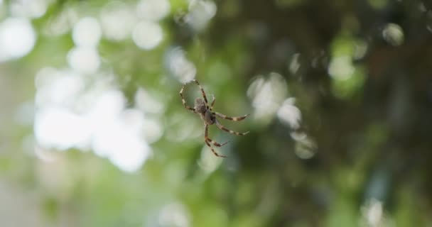 Spin hangt op een web tegen de achtergrond van groen gebladerte en rent dan snel weg. — Stockvideo