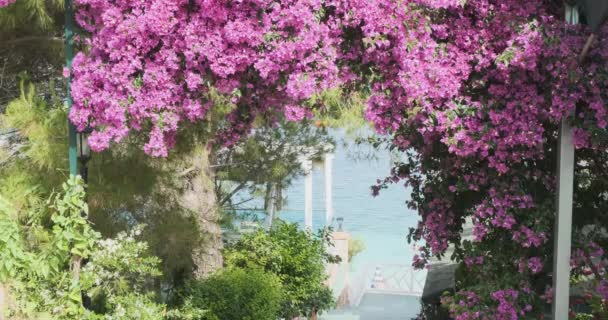 Vue sur la mer turquoise à travers une arche décorée de fleurs roses. La voie romantique parfaite vers la mer. Albanie, Ksamil, diurne, plan moyen — Video