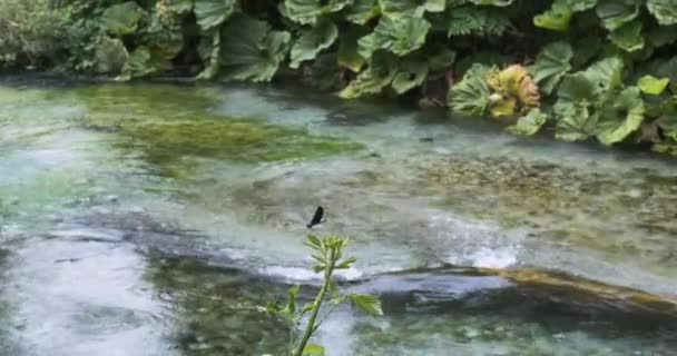 孤独的紫色蝴蝶栖息在一条湍急流淌的河流的背景下的树枝上。在清澈的水背景上的绿色和海藻。白天，中弹 — 图库视频影像