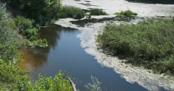 Utsikt över en sumpig flod täckt med anka, alger, vass och gräs mot bakgrund av en grön tät skog. Dagtid, medellång skott — Stockvideo