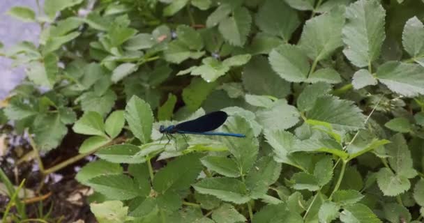 La libellula viola siede su foglie verdi di un cespuglio e poi vola via — Video Stock