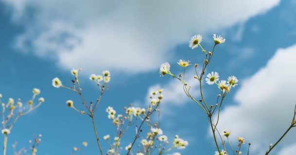 White-yellow chamomile flowers swaying in the wind with a bottom-up view of the sky. Daytime, clouds and blue sky. — 비디오