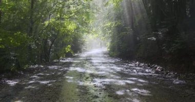 Yoğun bir ormanda toprak bir yol, ıslak ve yağmur yağıyor, virajın etrafındaki parlak güneşi görebilirsiniz.