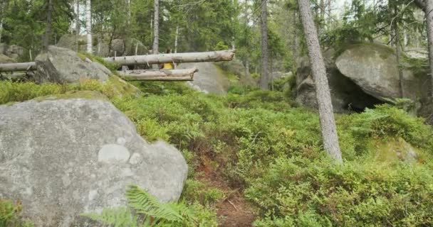 Tourist female with a backpack walks through a forest with blueberry bushes, among huge boulders, and fallen trees. Wide shot, daytime, spring, summer — Wideo stockowe