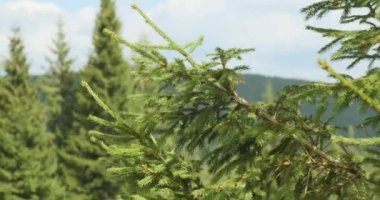 spruce tree branch swaying in the wind. Green spruce forest with the sky in the background. Spring, summer, Carpathians, Ukraine, Europe