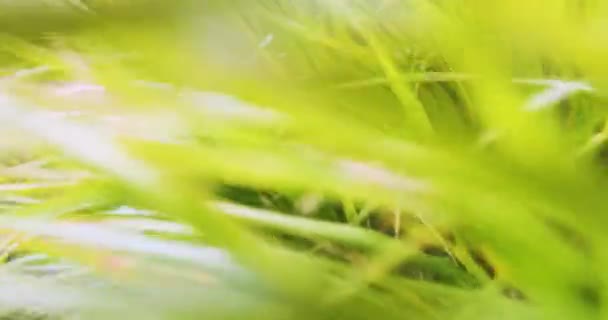 Camera movement through green bright grass, defocus, blur — Vídeo de stock