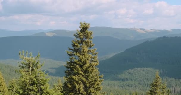 Panorama des Carpates recouvert d'épinettes et de pins. Des nuages blancs touchent les sommets des montagnes. Belles collines forestières. En journée, été printemps, Ukraine, Europe. — Video