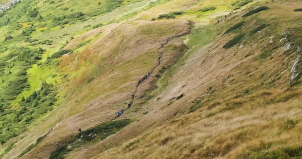 Group of tourists with backpacks go along the route in the mountains. View from above, many people follow each other along the path. Green grass and hills, daytime. Carpathians, Ukraine, Europe. — Αρχείο Βίντεο